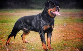 Given below is the average price list of the rottweiler puppies which are available in india in various variations. What Is The Price Of A Rottweiler Puppy In India Rottweiler Puppies For Sale Kolkata