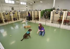 Dog boarding near brooklyn park mn and roseville mn. Take A Virtual Tour Of The Pet Palace Resorts Pet Palace Pet Resort Pet Boarding Luxury Dog Kennels