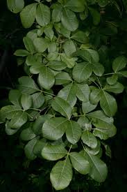 Image result for Searsia pyroides