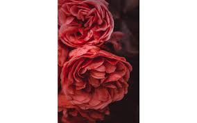 Is pleased to offer same day floral delivery throughout the greater paducah area. Schilderij Rose Garden Rot Dibond Kopen Goossens