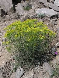 Image result for Senecio retrorsus