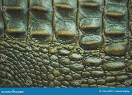 Текстура кожи кожи крокодила Стоковое Фото - изображение насчитывающей  ультрамодно, облегчения: 116615520