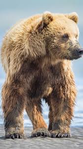 We bare bears wallpaper for iphone. Wet Brown Bear 640x1136 Iphone 5 5s 5c Se Wallpaper Background Picture Image