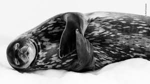 Klasse aus dem profil «kunst. Wildlife Photographer Of The Year 2019 Slumbering Seal Freshwater Forest And Curious Raccoon Among First Images London Evening Standard Evening Standard