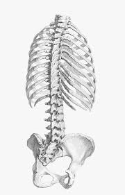 On the interior wall of the rib body is a channel, sulcus costae, with blood vessels and nerves. Human Anatomy Rib Cage Vertebral Column Pelvis Rib Cage Png Transparent Png Transparent Png Image Pngitem