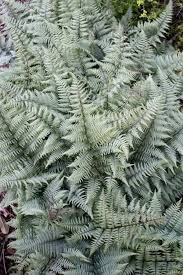 Image result for Athyrium