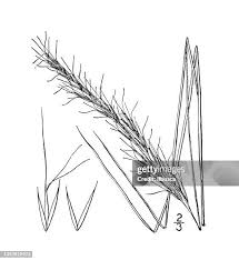 Image result for Aristida recta