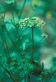 Image result for Petroselinum