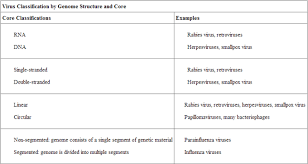Viral Evolution Morphology And Classification Boundless Biology