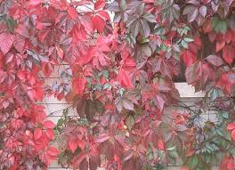 Image result for Parthenocissus quinquefolia