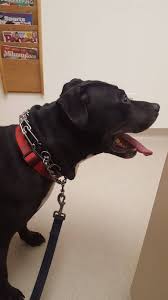 To treat our patients humanely and compassionately; Shorewood Animal Hospital 2500 E Capitol Dr Shorewood Wi 53211 Usa