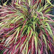 Pin On Landscaping