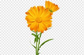 The science shop® part number: Sulfur Cosmos Png Images Pngwing