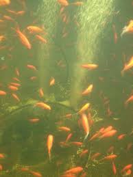 Video Red Comets Goldfish In Aquaponics Commercial Aquaponics Aquaponics Aquaponics System