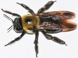 In the article you can see a female carpenter bee close up as well as learn she has an abdomen which is shiny and metallic unlike a bumble bee which is hairy all over it's body. How To Get Rid Of Carpenter Bees Stings Information