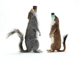Brewdog Plans To Bottle A 55 Beer In A Taxidermy Squirrel Paste Brewdog will also look to form relationships with as many australian independent craft breweries as possible in order to grow their market share. paste magazine