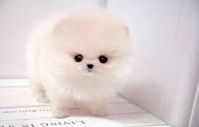 Nao Encontrado Cute Baby Puppies Cute Animals Pomeranian Puppy Teacup