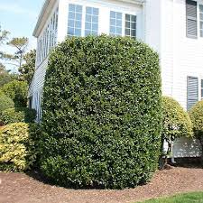 Image result for Ligustrum lucidum