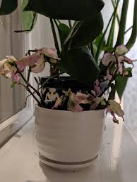Spiderwort with dark green, shiny foliage that is variegated with bright pink aging to white in cool weather; Halp My Tradescantia Blushing Bride Arrived In Rough Shape She Looks Even Worse Today What Can I Do To Save Her Plantclinic