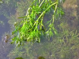 Image result for Najas horrida