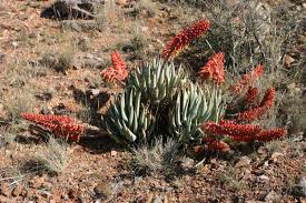 Image result for Leucosphaera bainesii