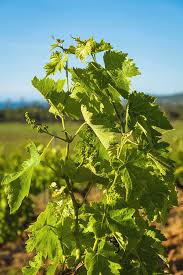 Appearing of flower buds on grape vine young shoots. Young Grape Flower Buds On The Vine Photograph By Jon Ingall