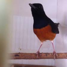 Kemungkinan ini untuk bertujuan atau mengkombinasikan gaya dan karakter mental dari dua jenis murai sangat berbeda rasnya. Burung Murai Bordan Bondol Jantan Prospek Shopee Indonesia