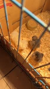 Anyone else dirt broke but wanted to raise chickens and did everything diy  and pulled it off without spending much? Please share your advice 🙏 We are  calculating start up costs and