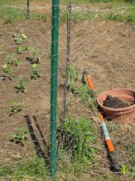 Build a functional vegetable garden trellis for your garden using a chicken wire and a few other supplies to support vines and climbers. Chicken Wire But No Chickens Aka Our Garden Plan Kimversations