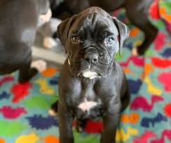 Boxer, new york » buffalo affectionate and cute boxer puppies for adoption to good homes. Boxer Puppies For Sale Near Chaska Minnesota Usa Page 1 10 Per Page Puppyfinder Com