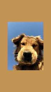 Pets Wallpaper In 2020 Cute Cartoon Wallpapers Cute Dog Wallpaper Wallpaper Iphone Cute