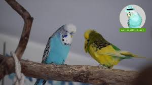 Das ausrupfen der eigenen federn kann bei den tieren schnell zur schlechten angewohnheit werden. Wellensittich Net Sittiche De Wellensittich Verhalten Kopfkratzen Und Schnabel Aufreissen Facebook