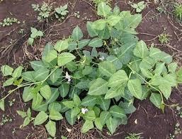 Image result for Vigna unguiculata