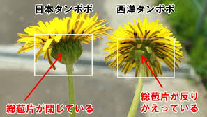 タンポポの種類 西洋タンポポと日本タンポポの見分け方と違い