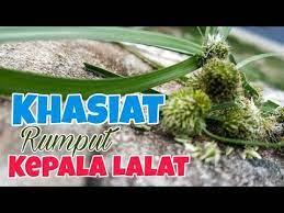 Kondisi ini akan membuat anda merasa berputar, kliyengan, dan tak seimbang. Khasiat Rumput Kepala Lalat Untuk Lelaki Dan Wanita Youtube
