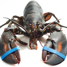 6 live lobsters, 1.25 lbs. Tsa Finds 20 Pound Lobster In Checked Bag Conde Nast Traveler