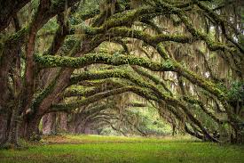 Pleasant places operates with one philosophy in mind, to exceed the expectations of every client we work with. Avenue Of Oaks Charleston Sc Plantation Live Oak Trees Forest Landscape Photograph By Dave Allen