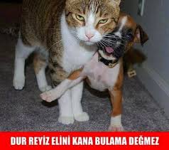 Elini Kana Bulama Reis En Komik Kedi Capsleri Sitemizde Bekliyoruz Komik Kediler Kedi Komik