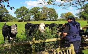 Also animal tonics, salt licks available Oak Tree Farm