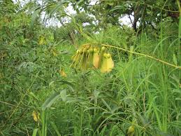 Image result for Chamaecrista zambesica
