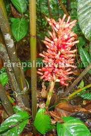 Image result for Renealmia