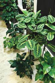 To improve drainage, consider adding perlite or coarse. Why Prayer Plants Grow Sideways And Fall Over And What To Do About It The Healthy Houseplant