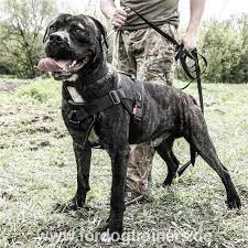 Learn everything about the bandog dog the bandog can either be the general name for a type of guard dog, or a shortened description of the. Sportgeschirr Fur American Bandog Und Titan Hunde 76 5