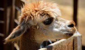 Image result for llama