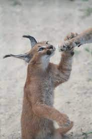 Caracal Kitten Caracal Kittens Caracal Cat Caracal