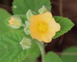 Image result for Sida chrysantha