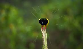 There are no featured reviews for because the movie has not released yet (). Dancing With The Birds Video 2019 Imdb