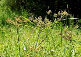 Image result for Cyperus dives