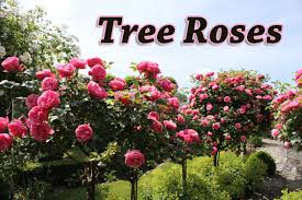 Check spelling or type a new query. Tree Roses Green Thumb Nursery