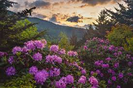 Check spelling or type a new query. Top Seven Places To View Wildflowers Asheville N C